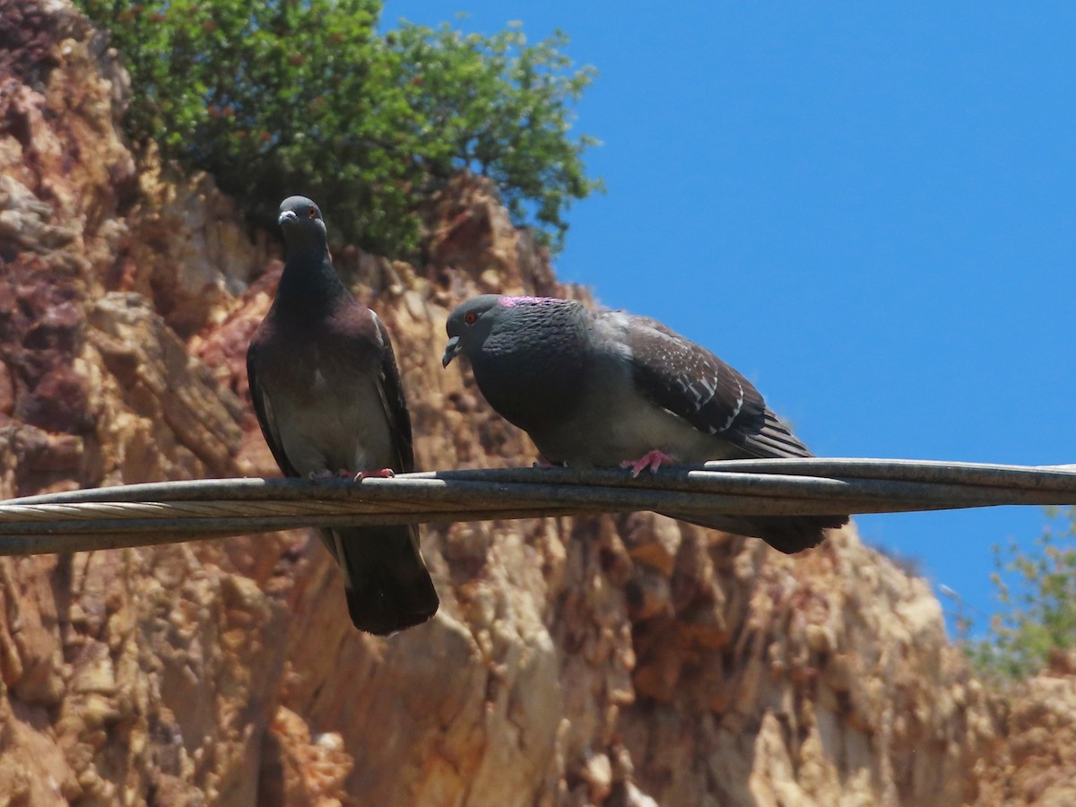 Rock Pigeon (Feral Pigeon) - ML619832773