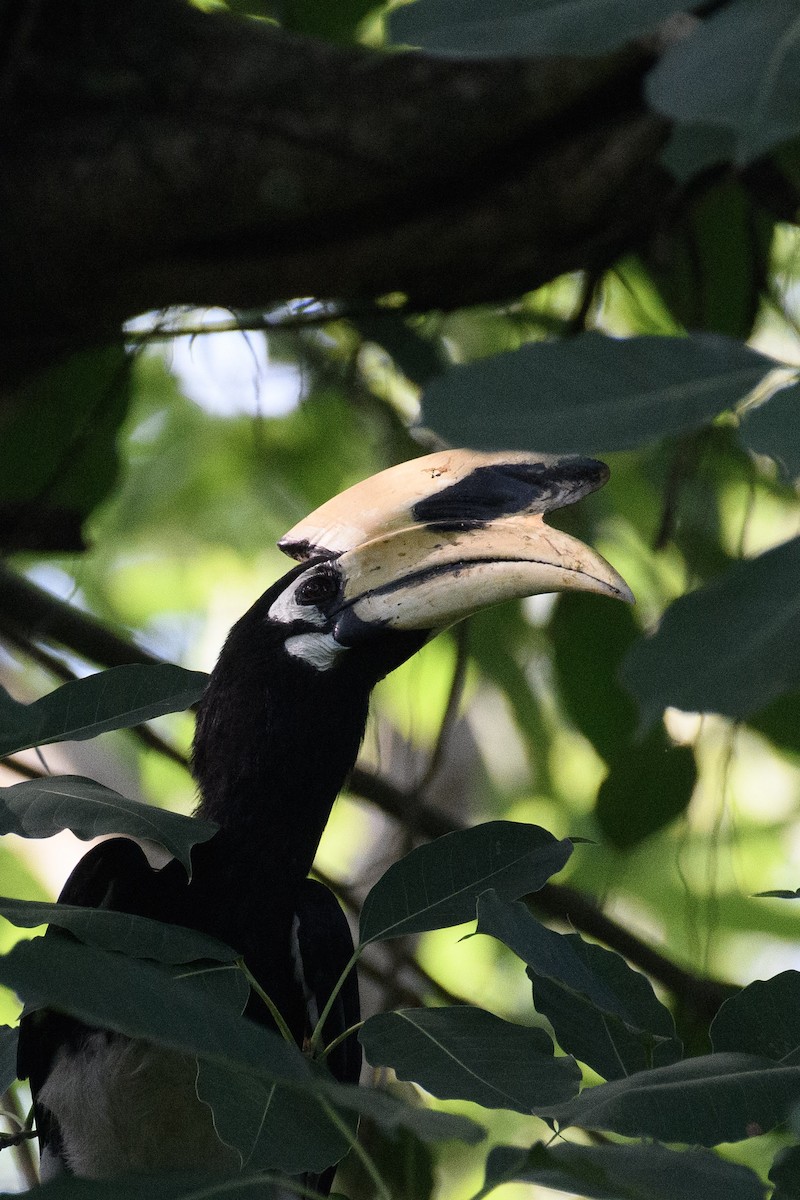 Oriental Pied-Hornbill - ML619832785