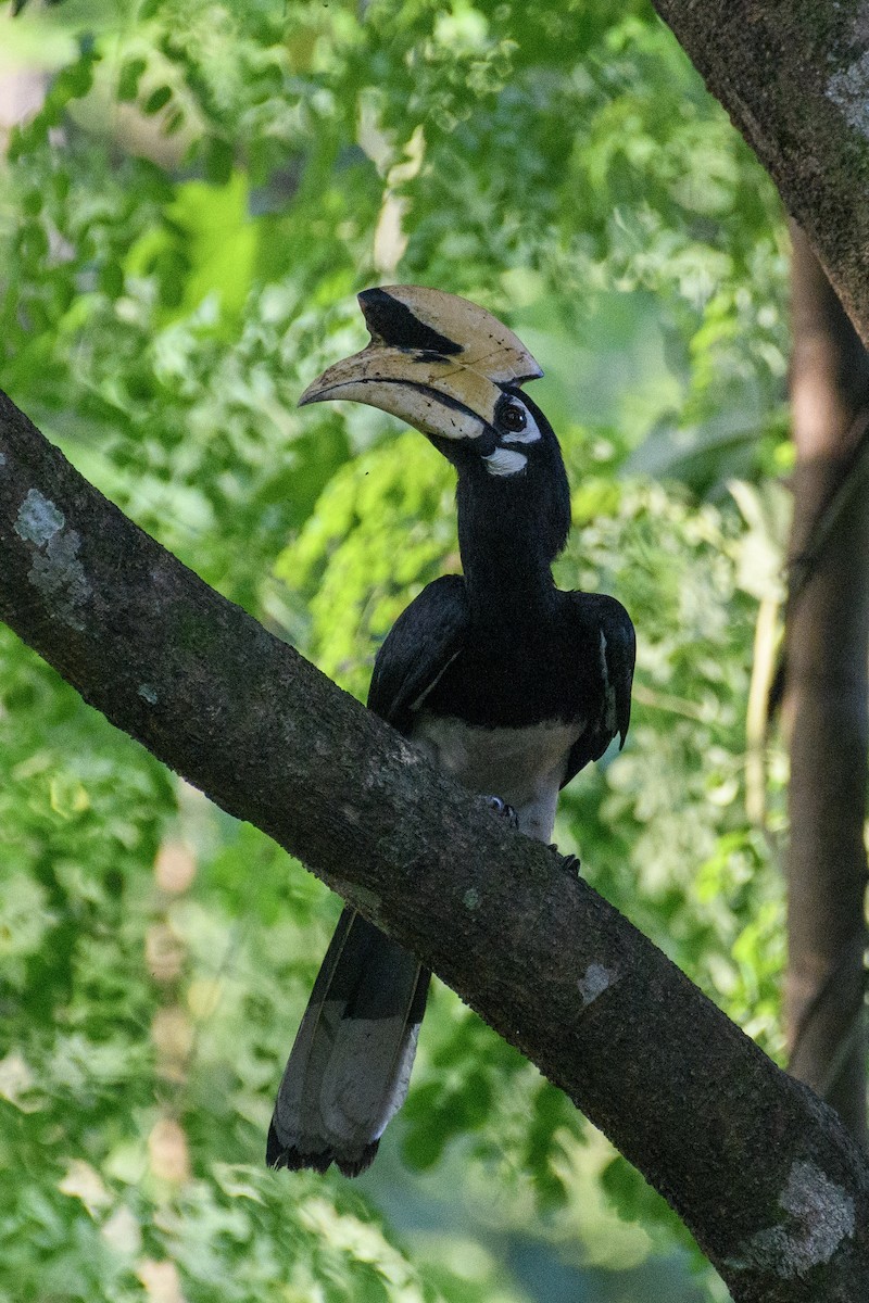 Oriental Pied-Hornbill - ML619832786