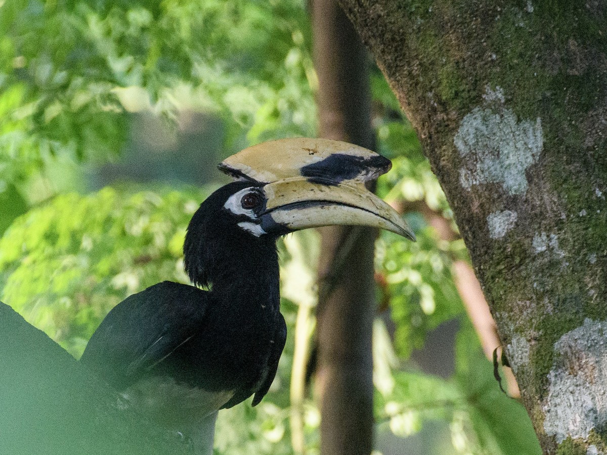 Oriental Pied-Hornbill - ML619832787