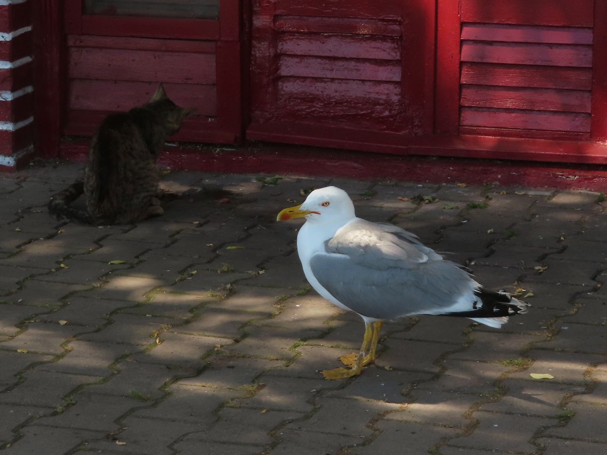 Yellow-legged Gull - ML619832790