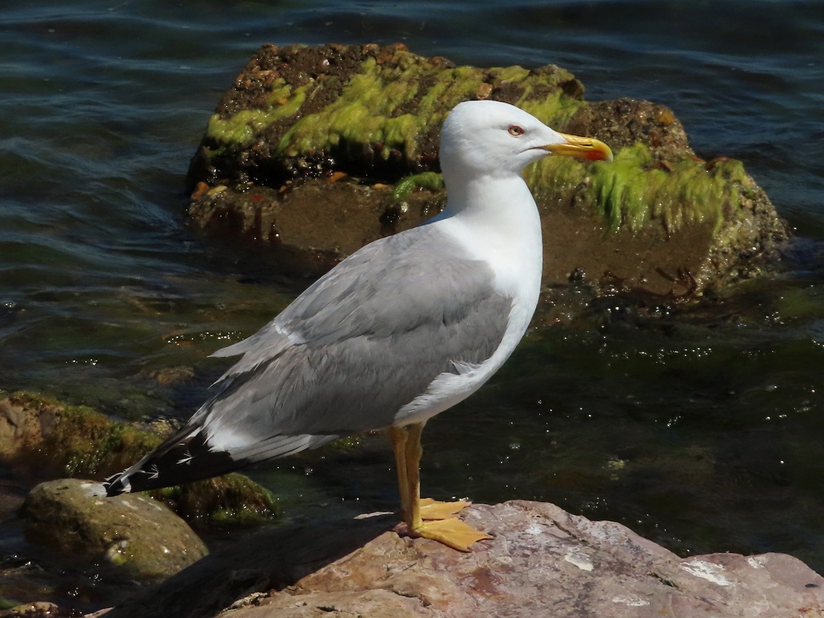 Yellow-legged Gull - ML619832791