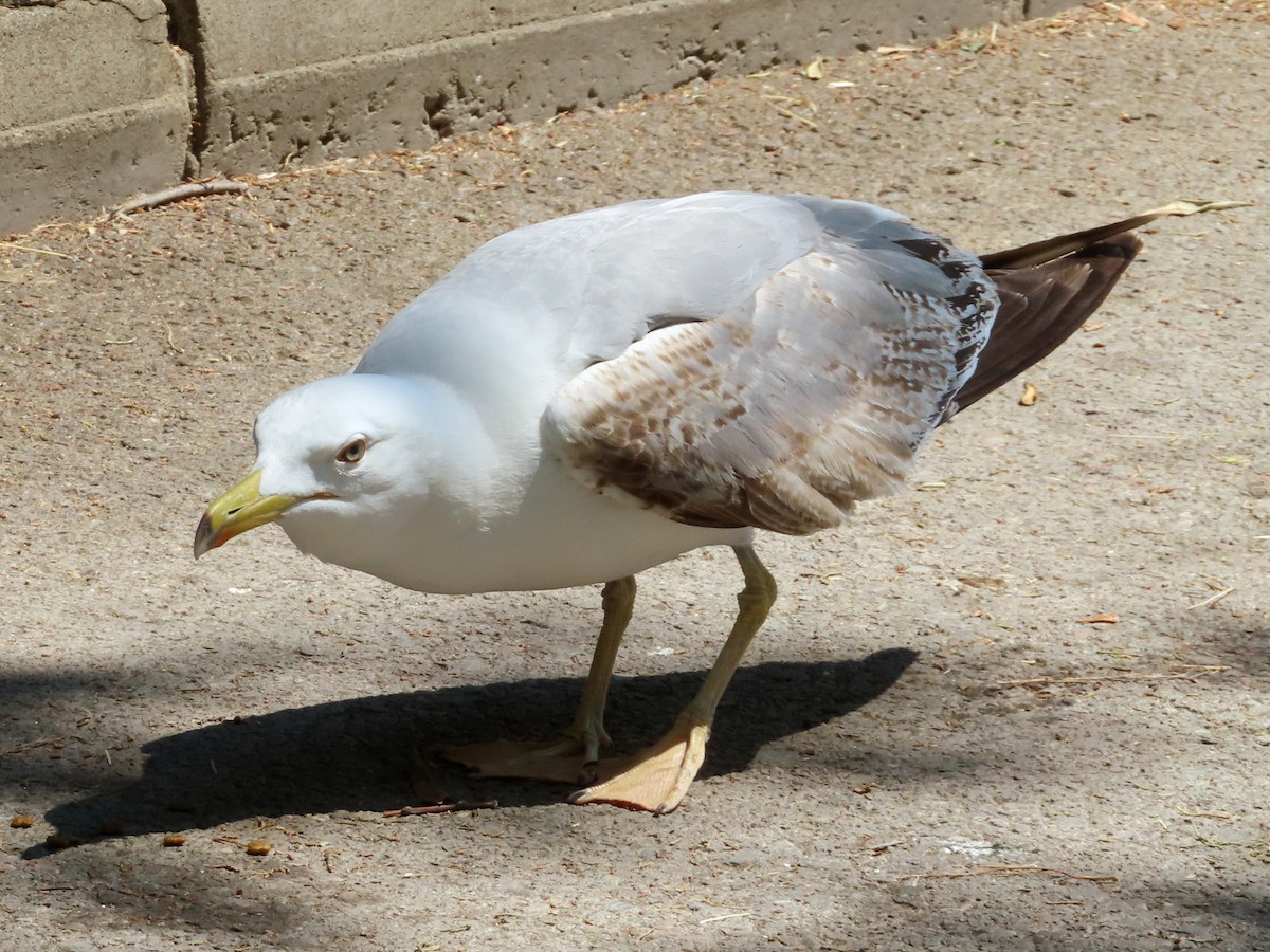 Yellow-legged Gull - ML619832793