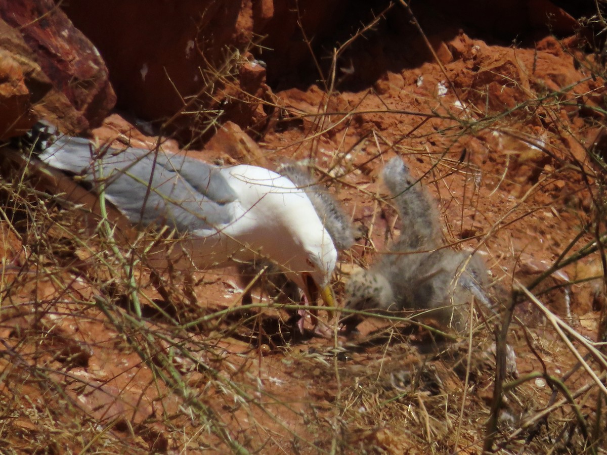 Yellow-legged Gull - ML619832795