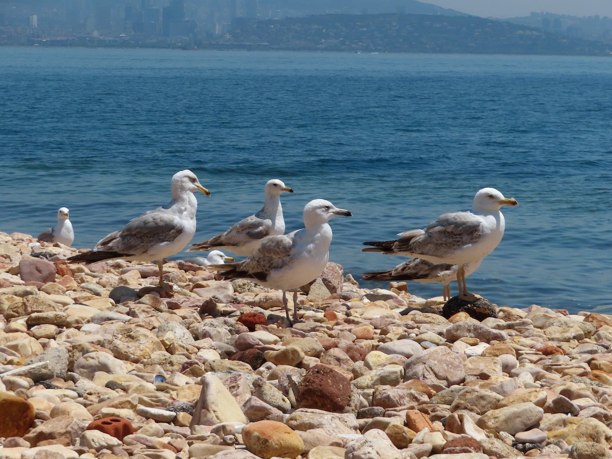 Gaviota Patiamarilla - ML619832797