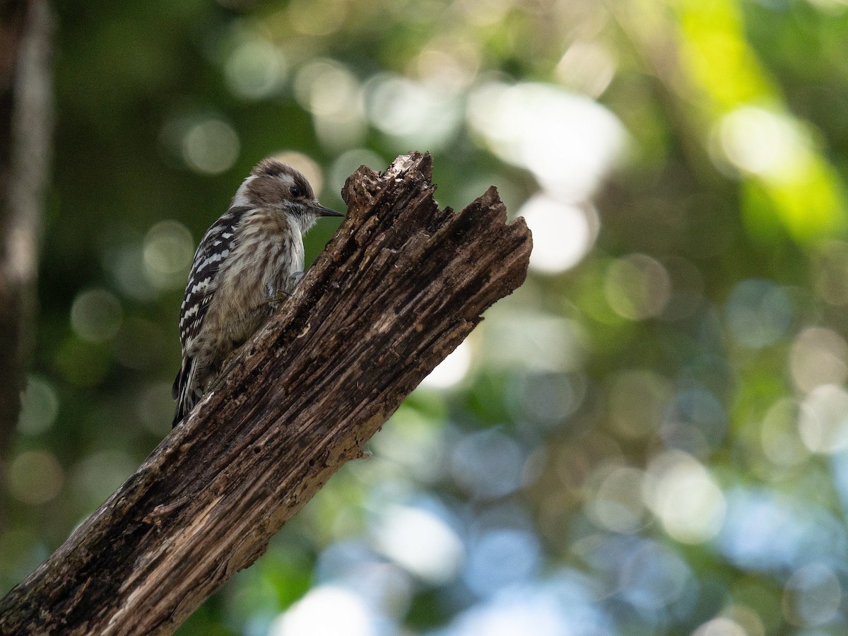 Japanese Pygmy Woodpecker - ML619832799