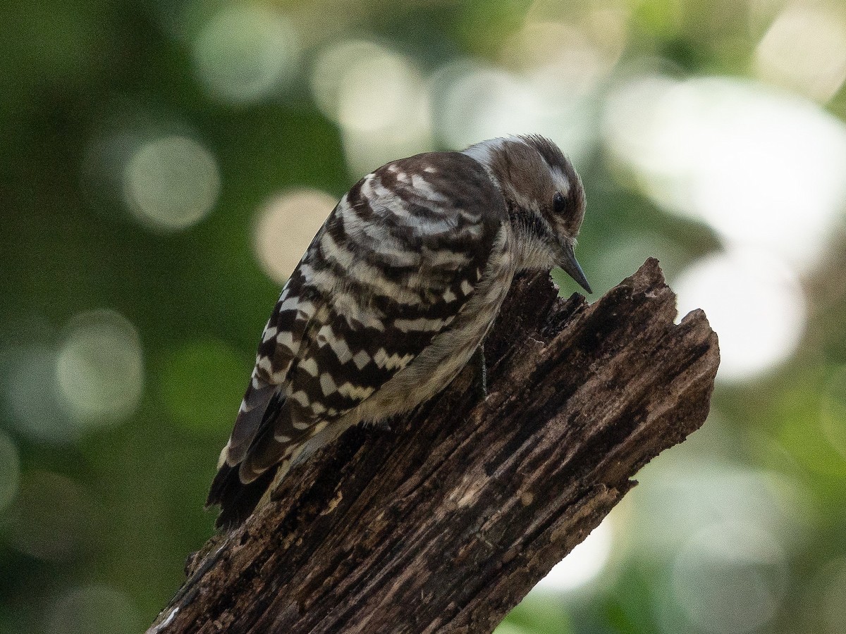 Japanese Pygmy Woodpecker - ML619832800