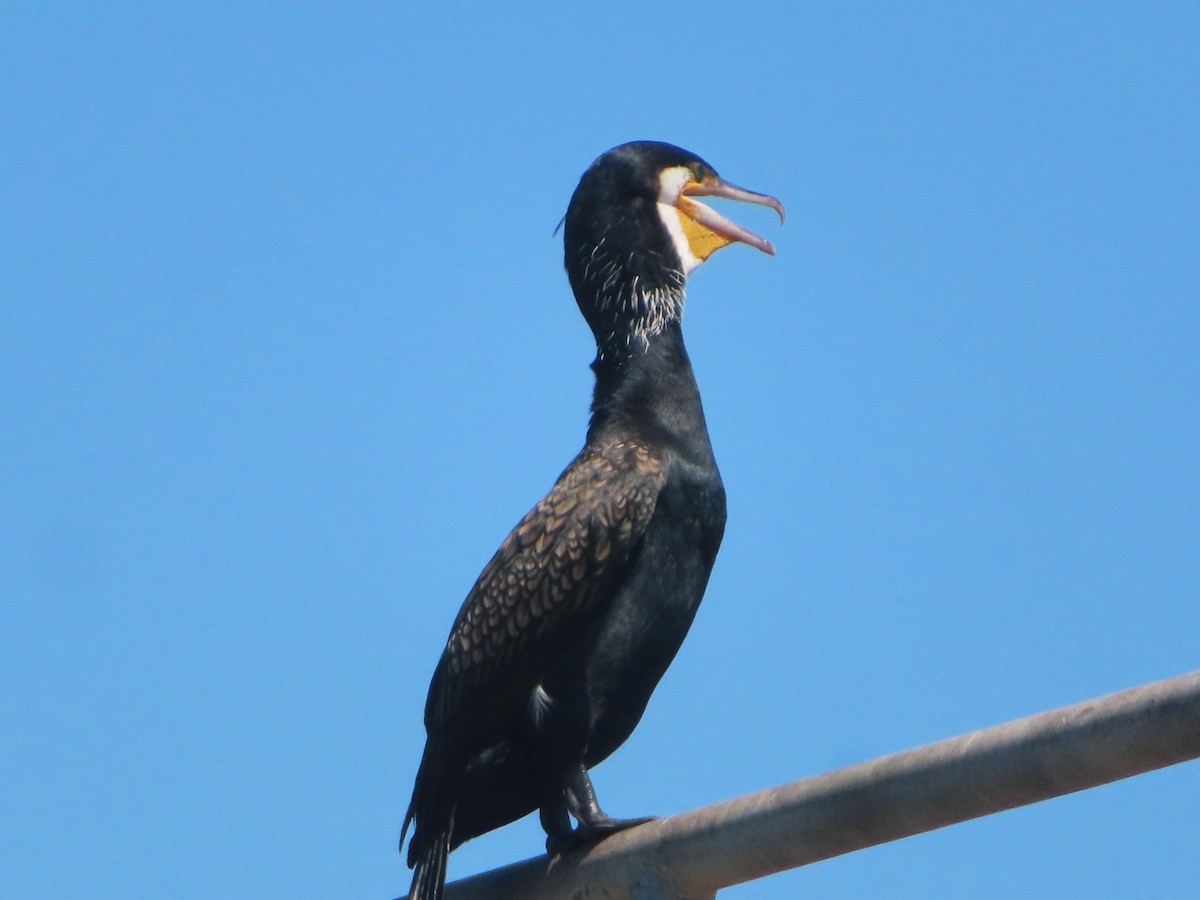 Great Cormorant - ML619832803