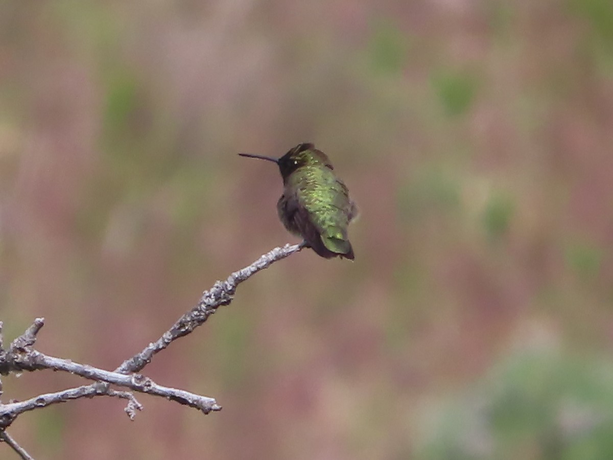Black-chinned Hummingbird - ML619832805