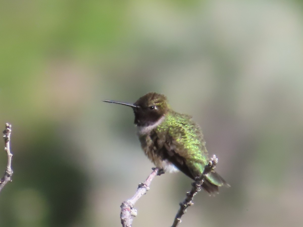 Black-chinned Hummingbird - ML619832806
