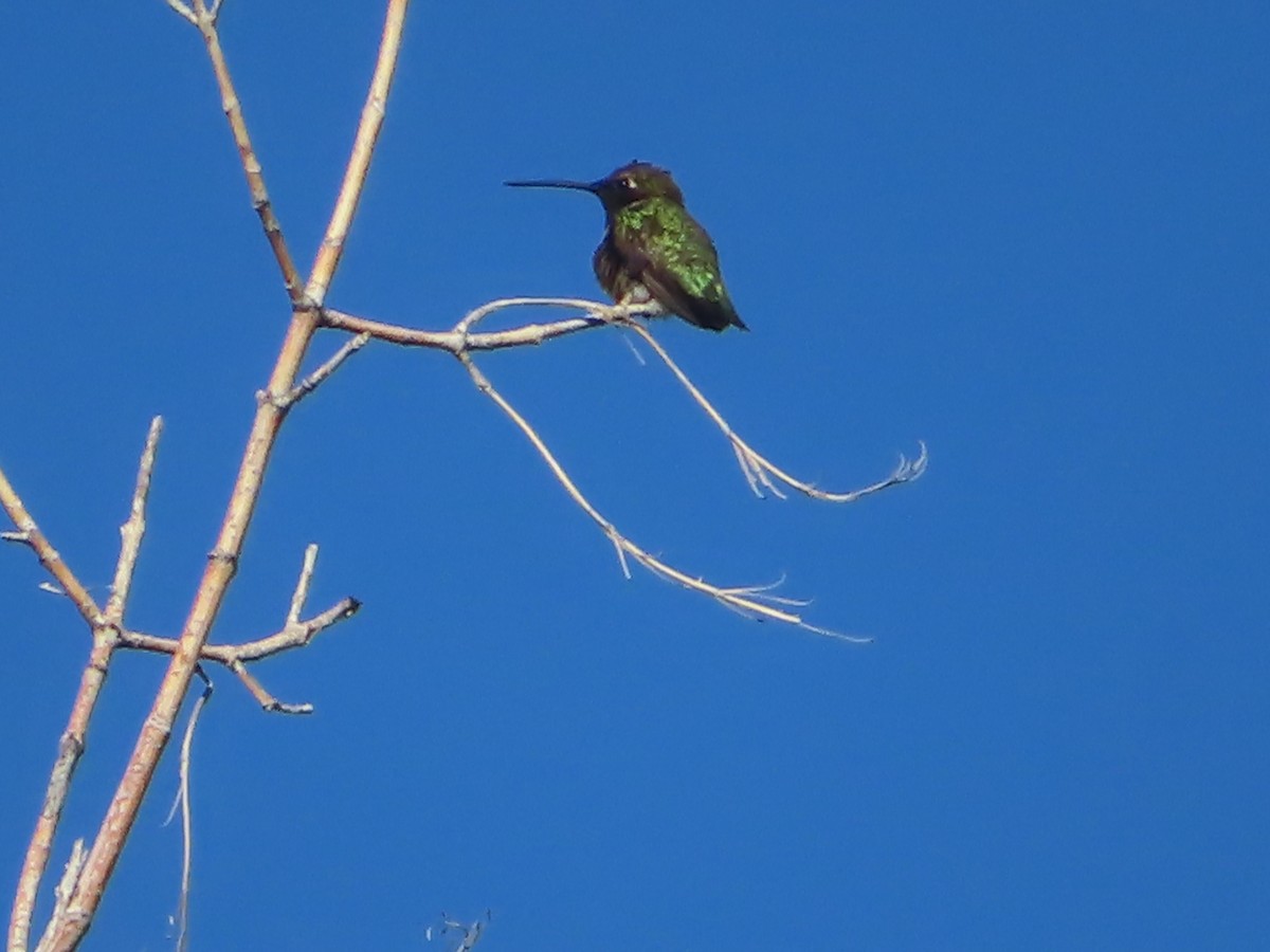 Black-chinned Hummingbird - ML619832807