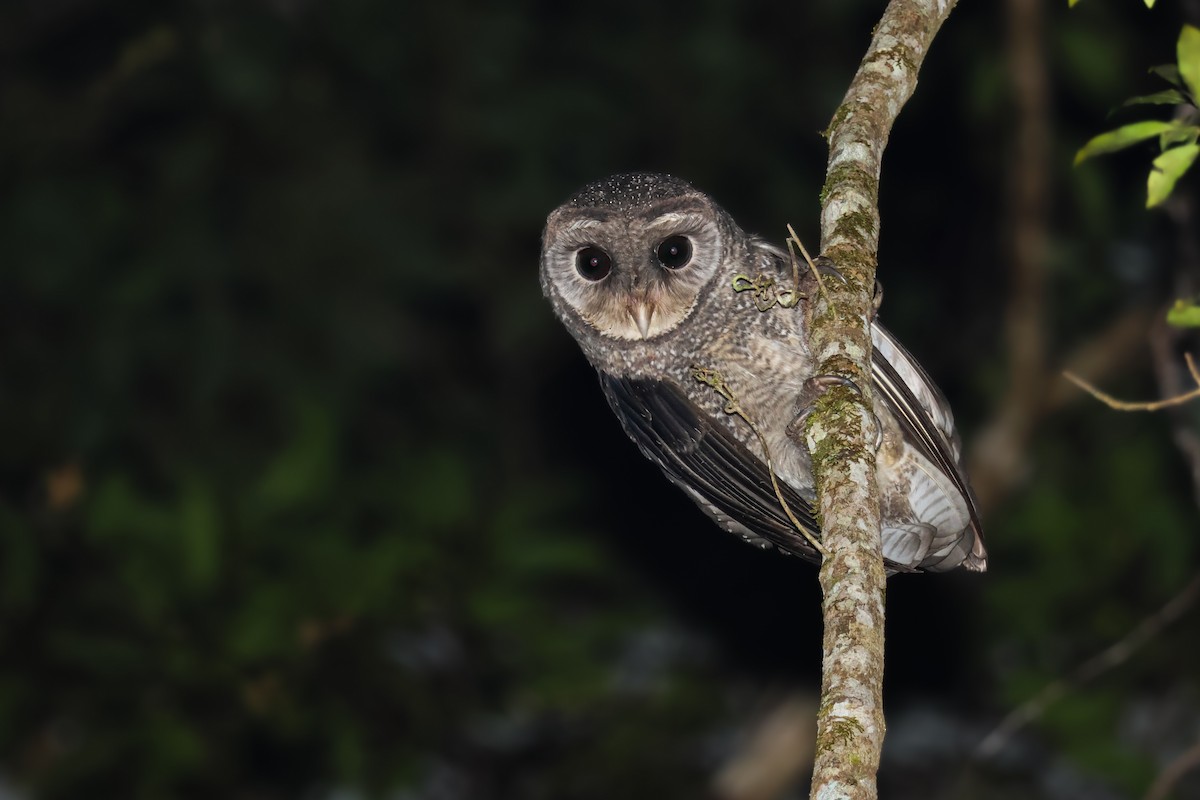 Sooty Owl (Greater) - ML619832808