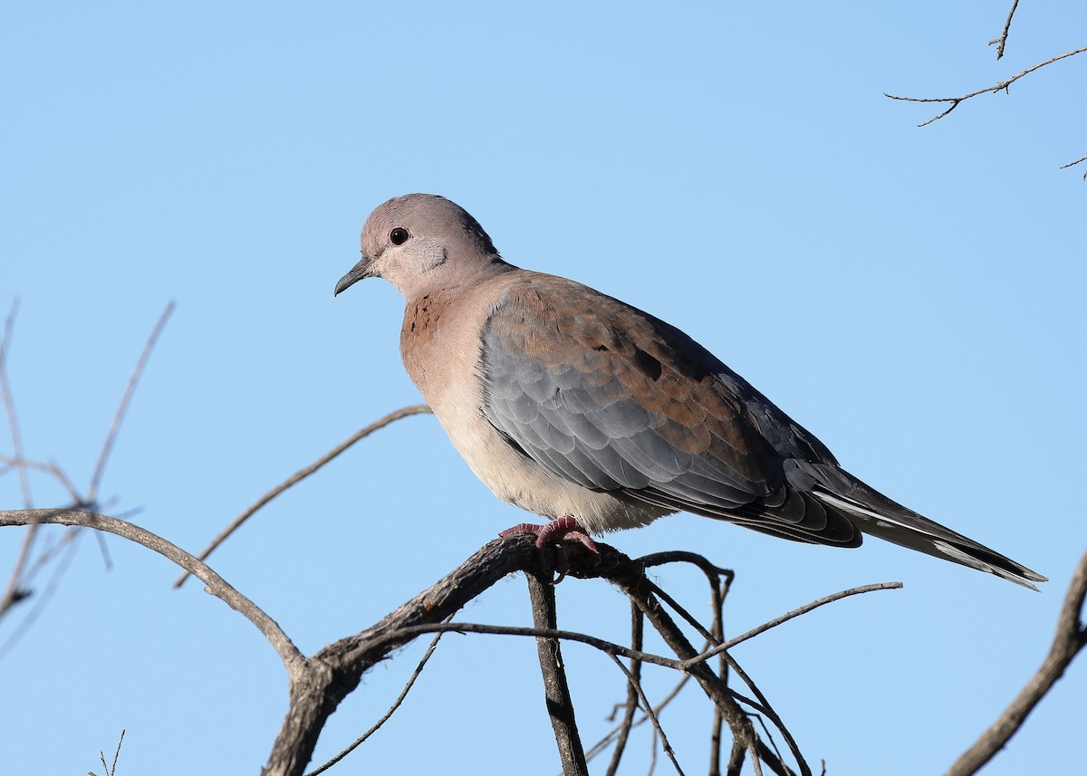 Laughing Dove - ML619832809