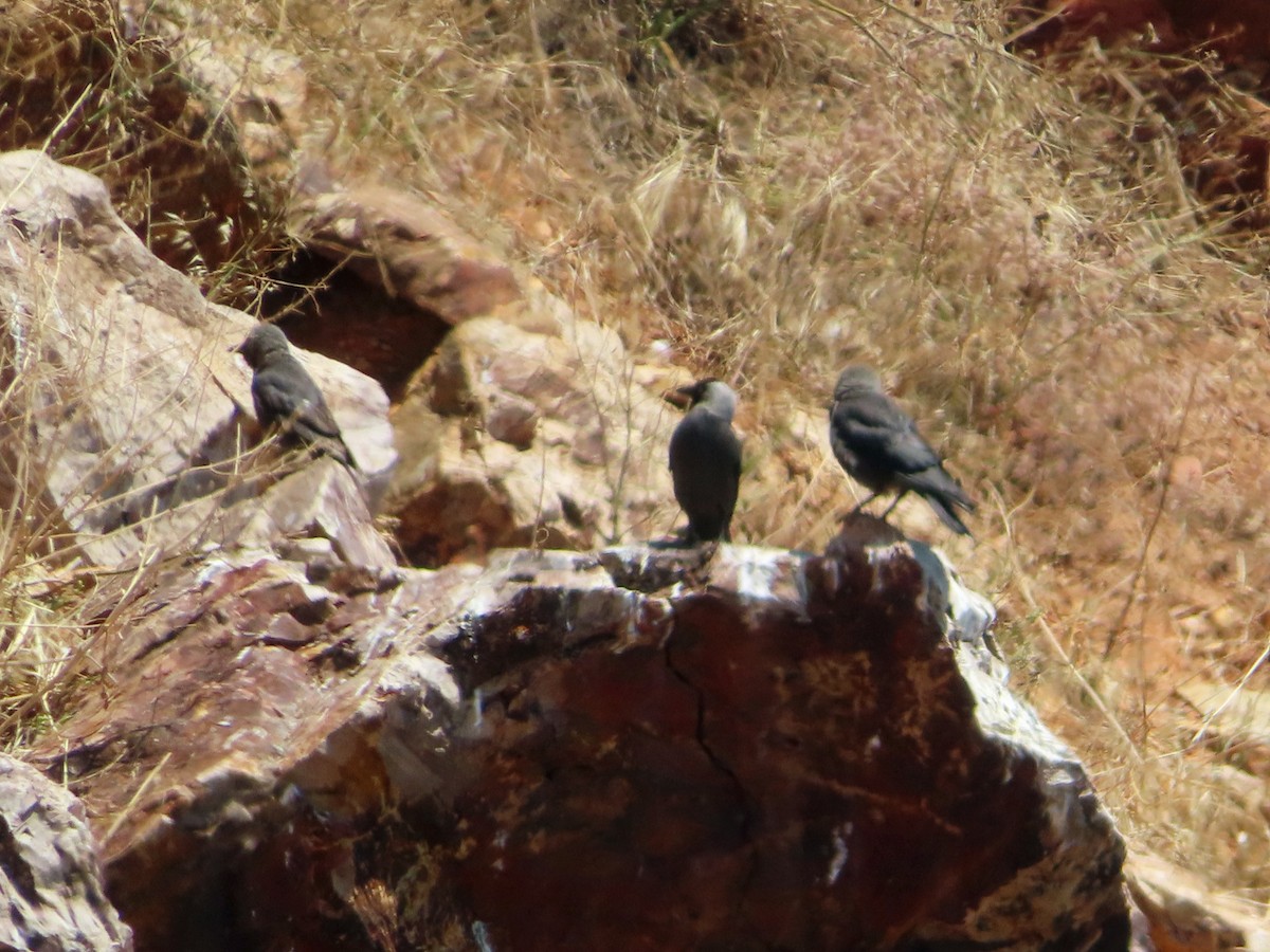 Eurasian Jackdaw - ML619832820