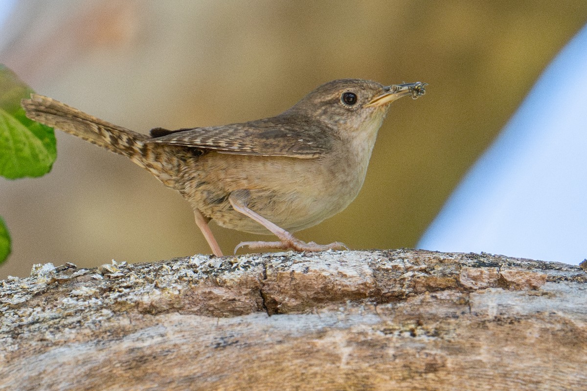 House Wren (Northern) - ML619832824