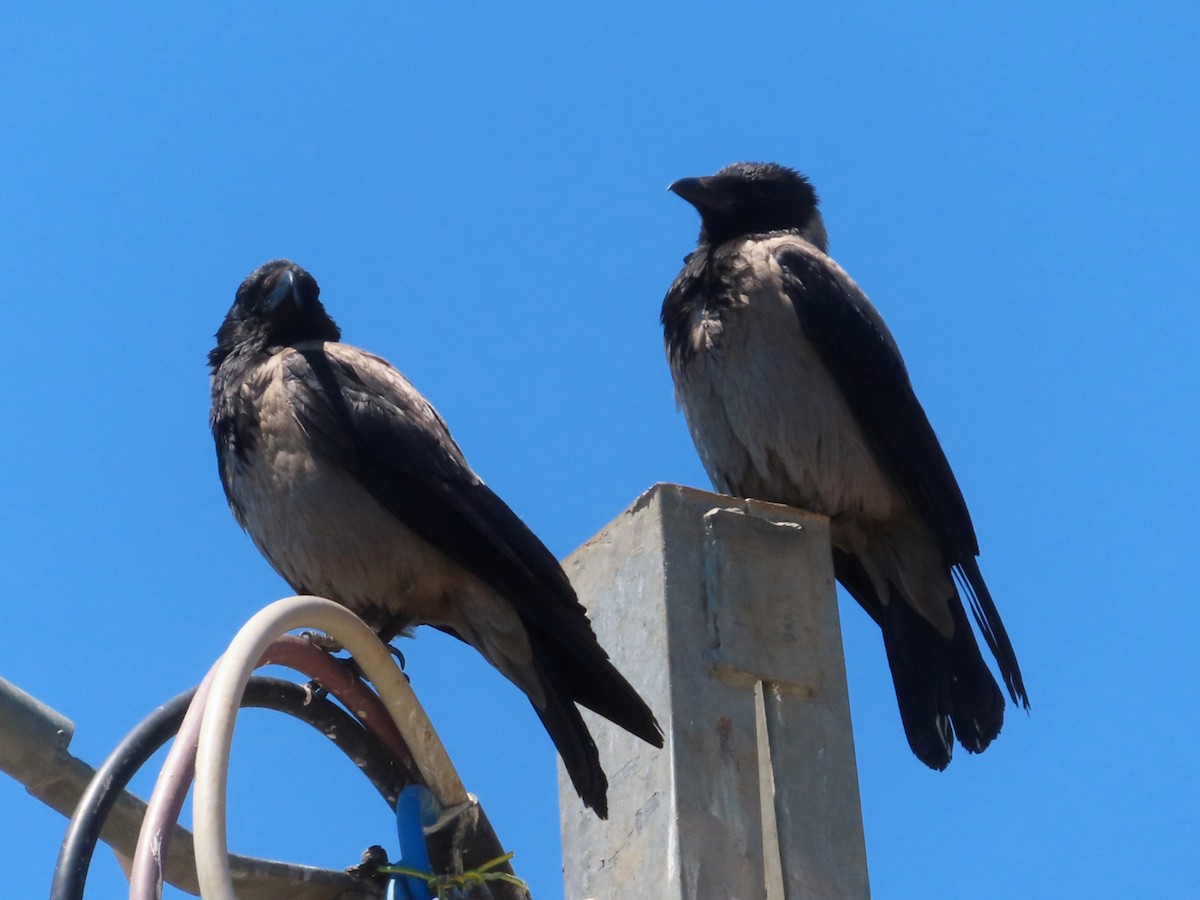 Hooded Crow - ML619832848