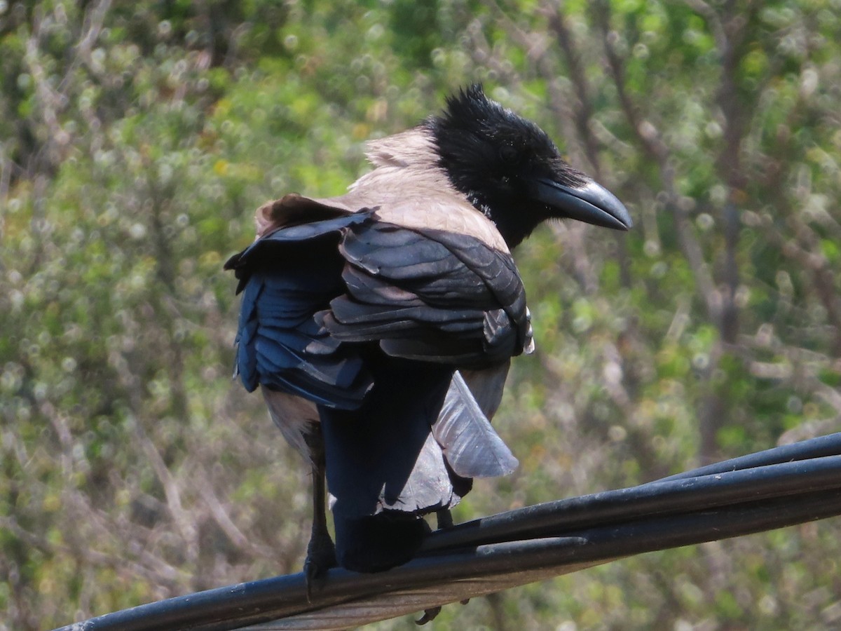 Hooded Crow - ML619832849