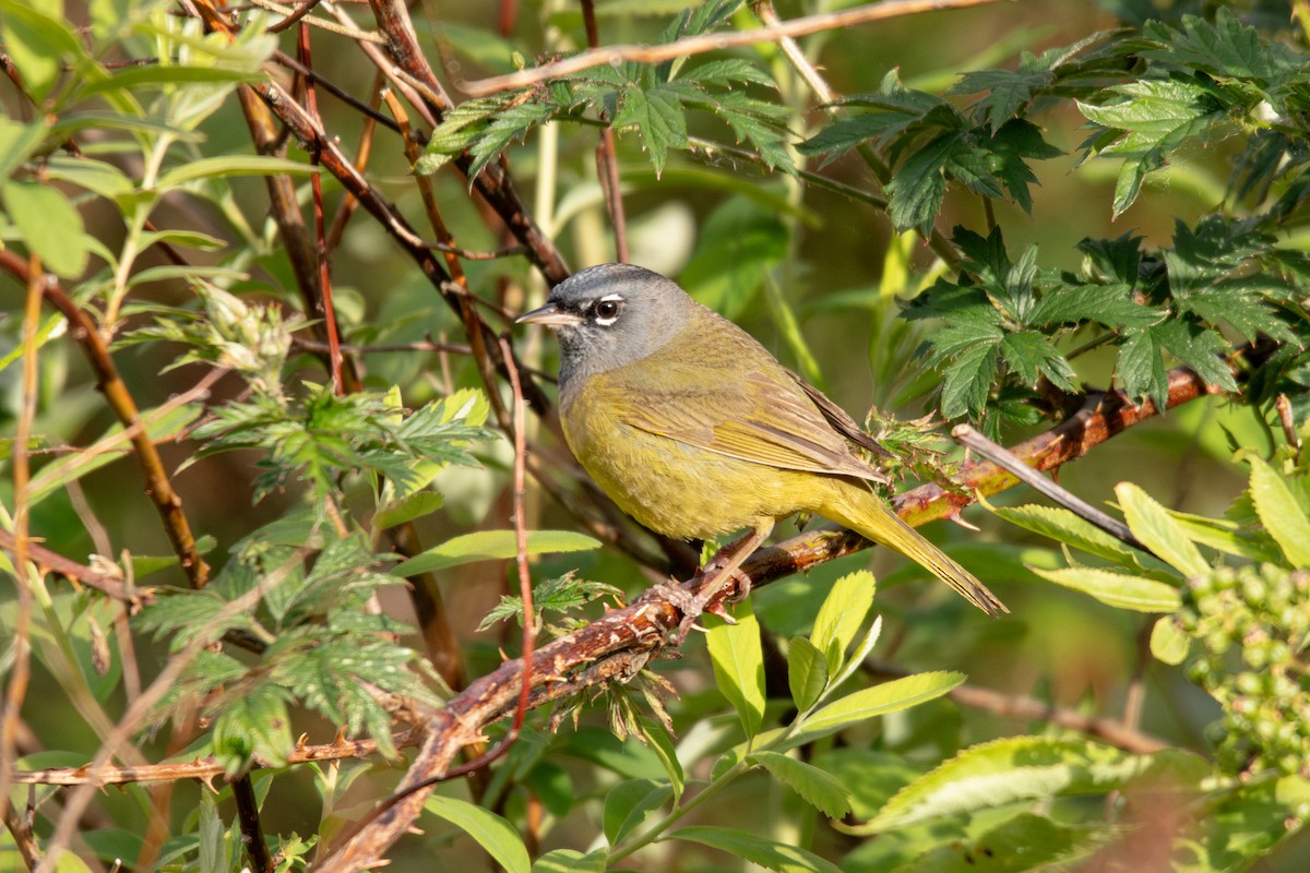 MacGillivray's Warbler - ML619832851