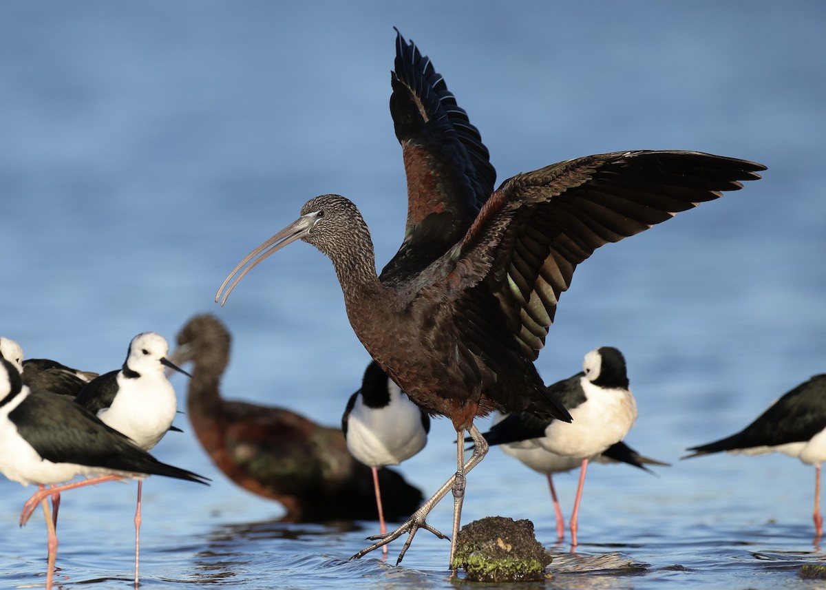 Glossy Ibis - ML619832853