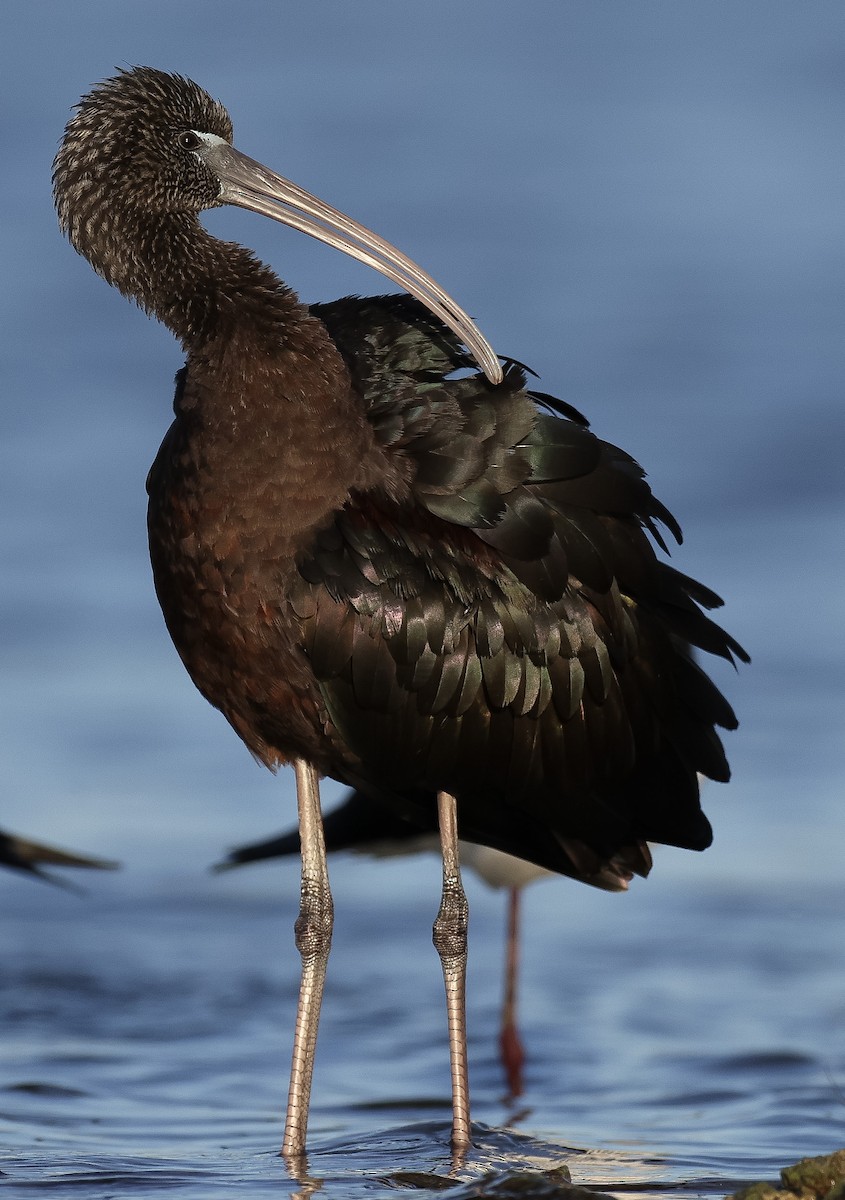 ibis hnědý - ML619832855