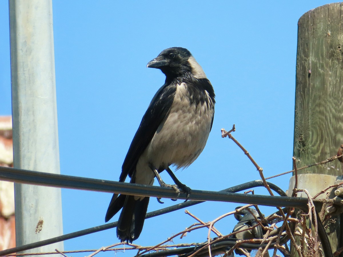 Hooded Crow - ML619832865