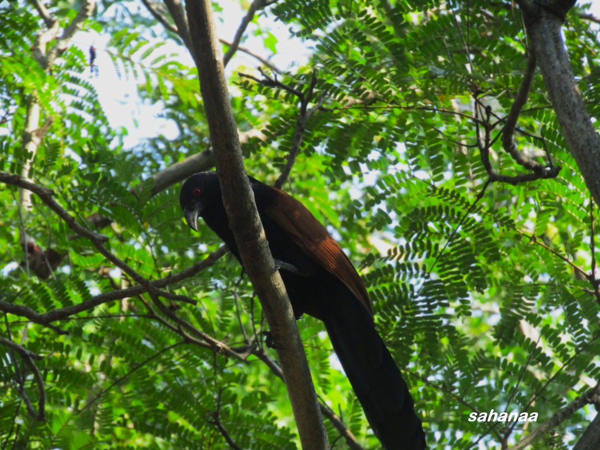 Greater Coucal - ML619832870