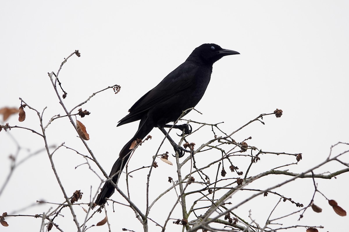 Great-tailed Grackle - ML619832873
