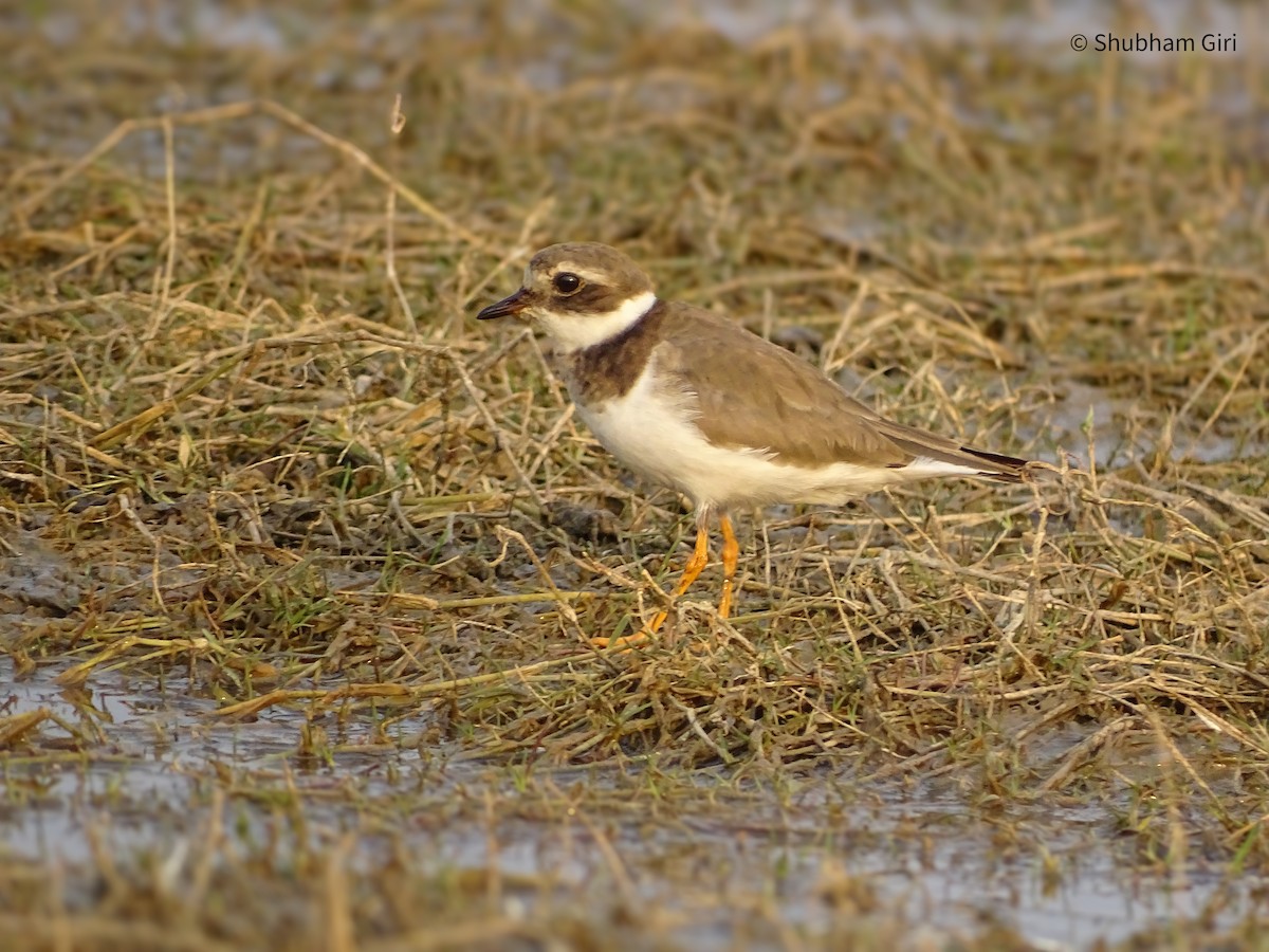 Common Ringed Plover - ML619832893