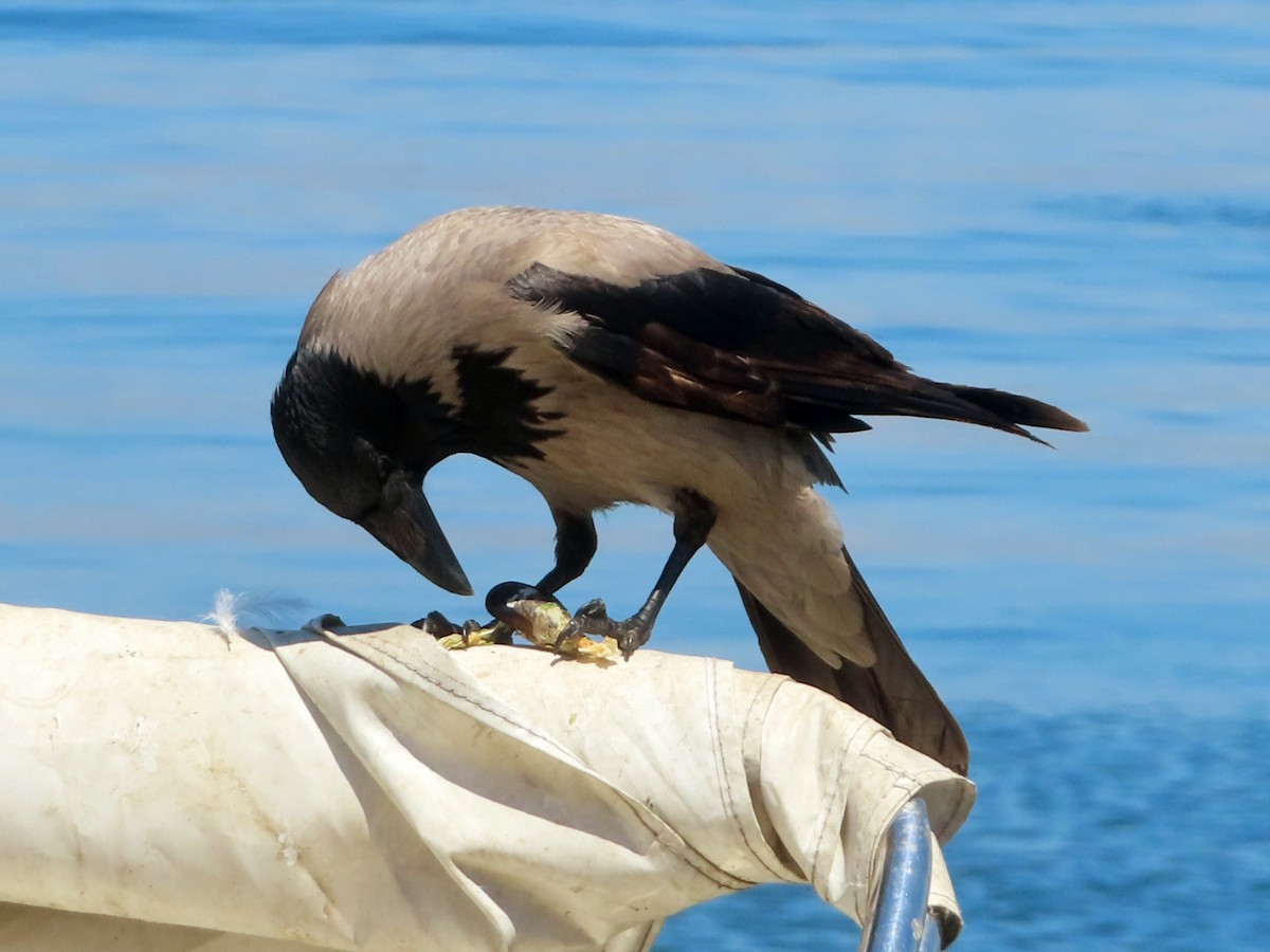 Hooded Crow - ML619832903