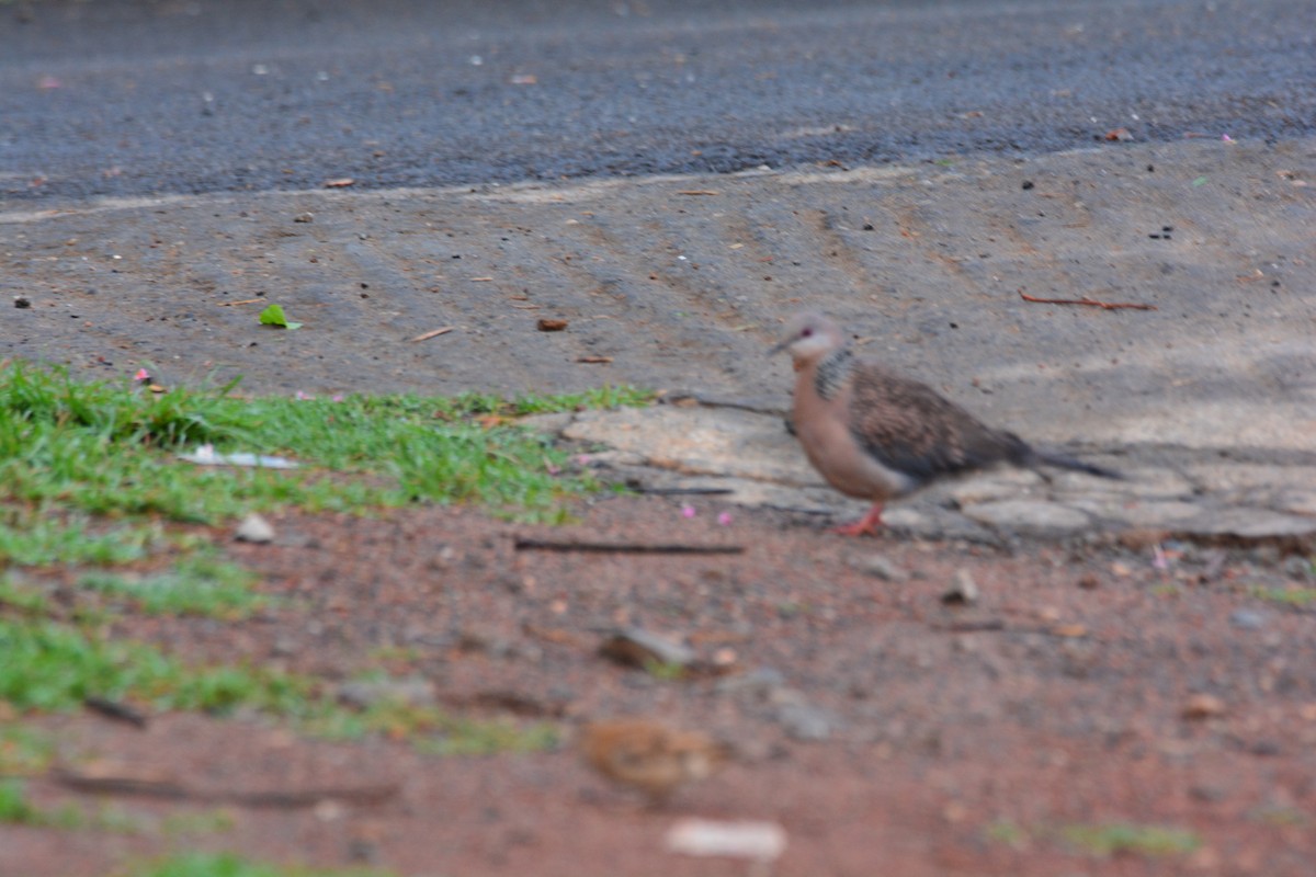 Spotted Dove - ML619832906