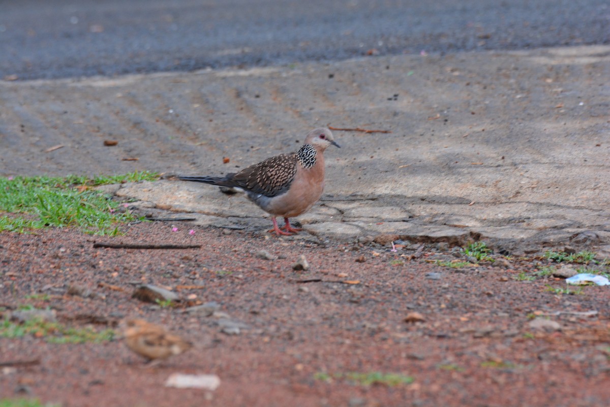 Spotted Dove - ML619832907
