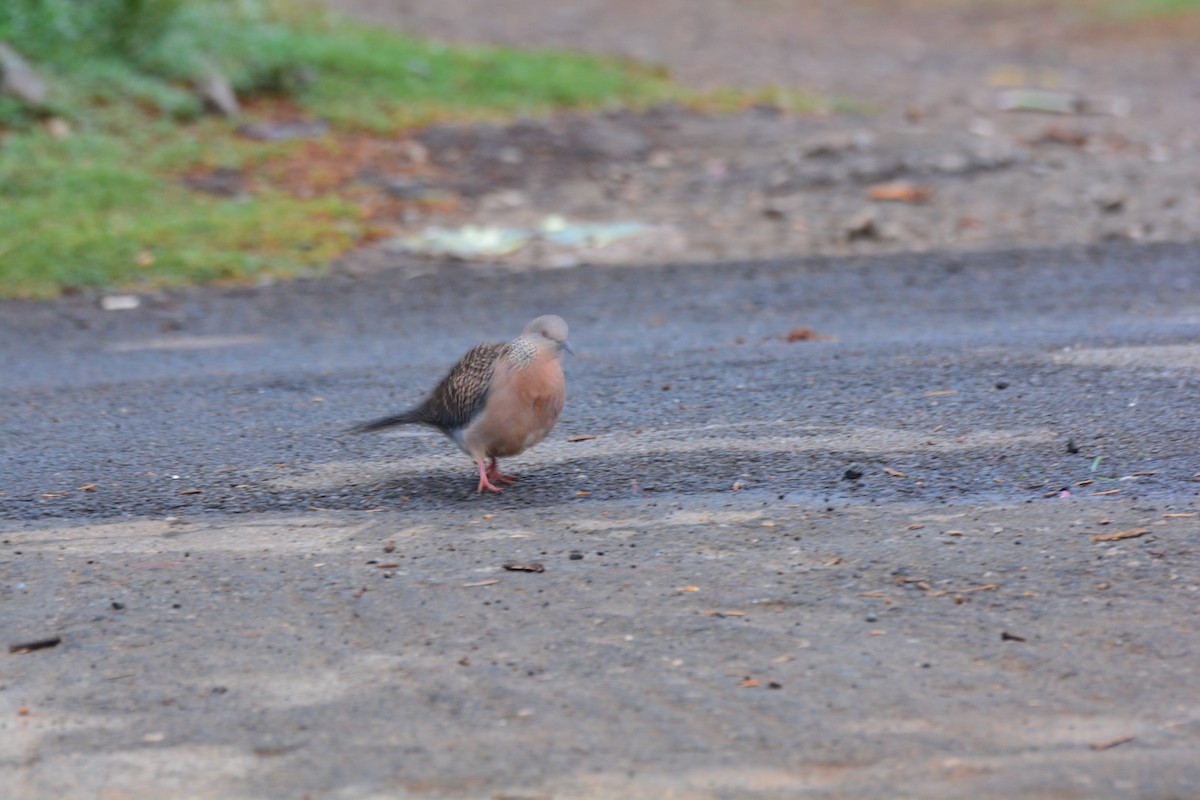 Spotted Dove - ML619832908