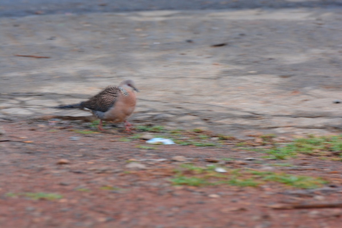 Spotted Dove - ML619832909
