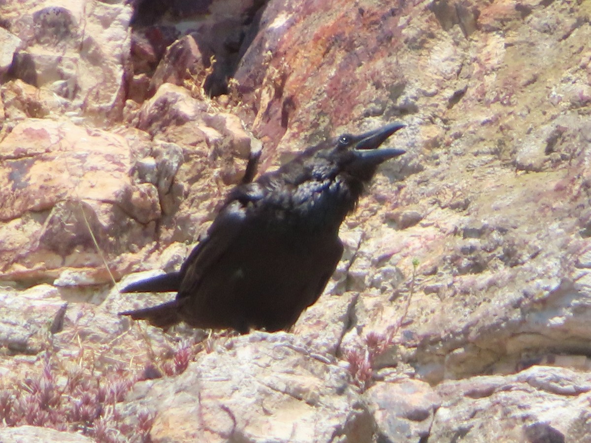 Common Raven - ML619832916