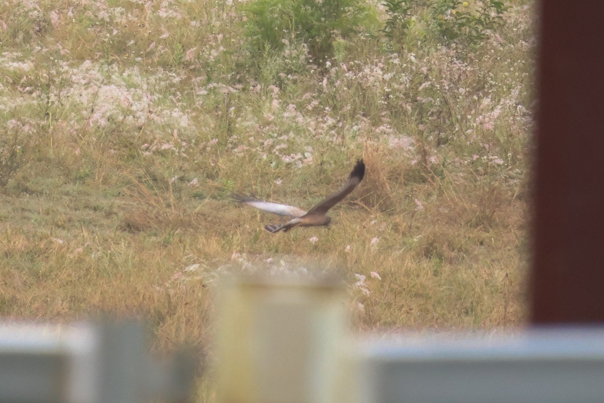 Spotted Harrier - ML619832917