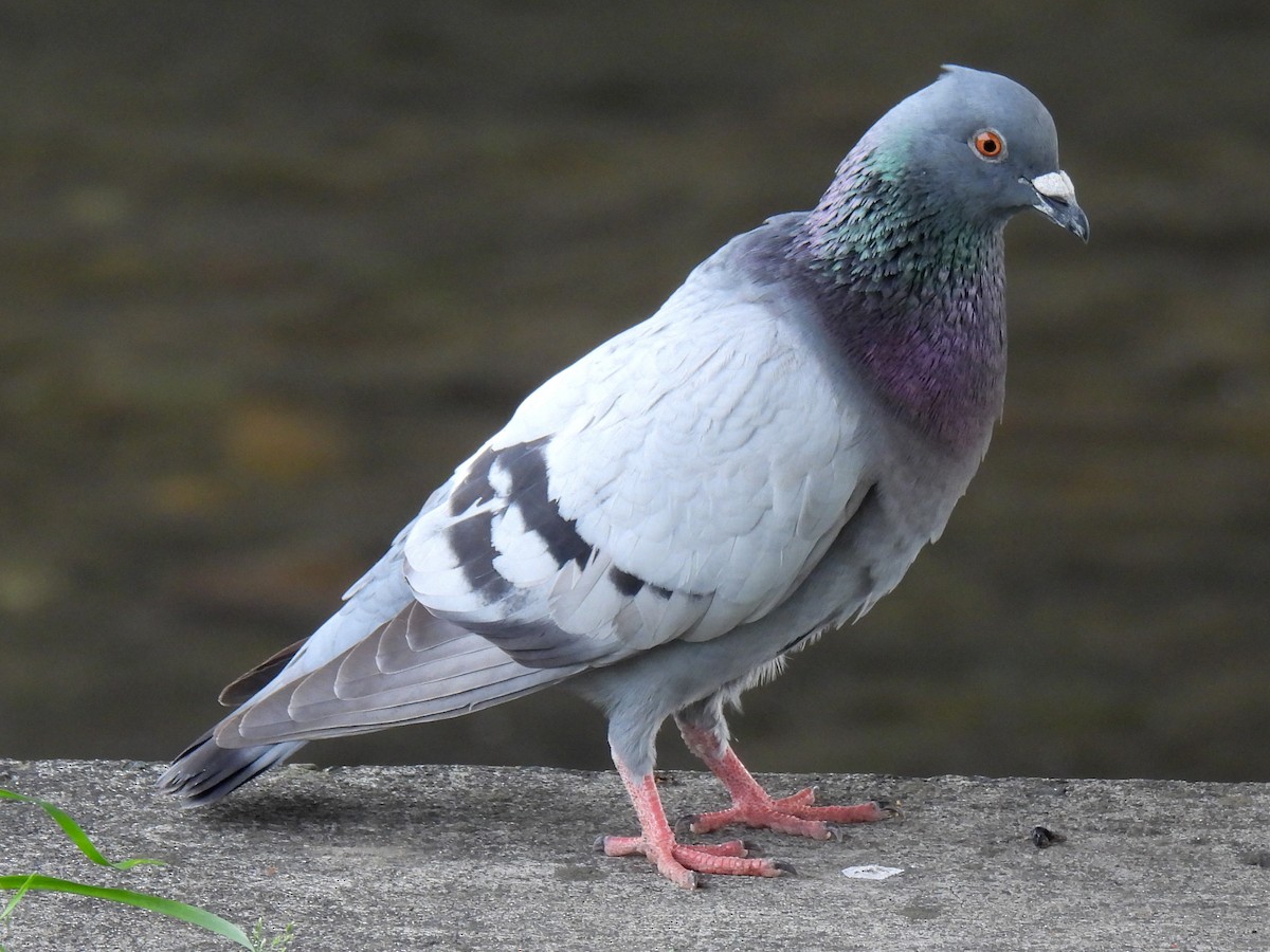 Pigeon biset (forme domestique) - ML619832920