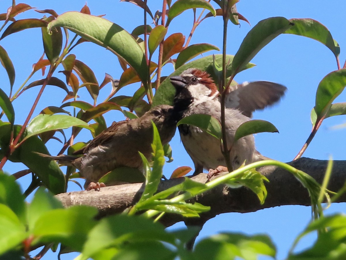 Moineau domestique - ML619832922