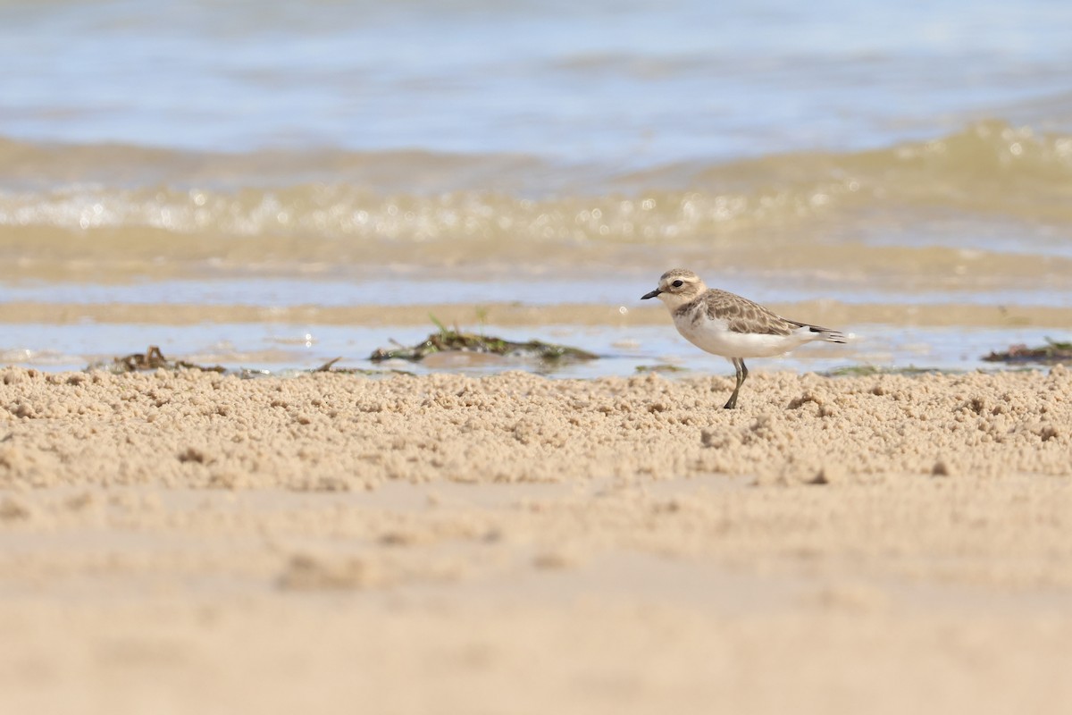 Double-banded Plover - ML619832923