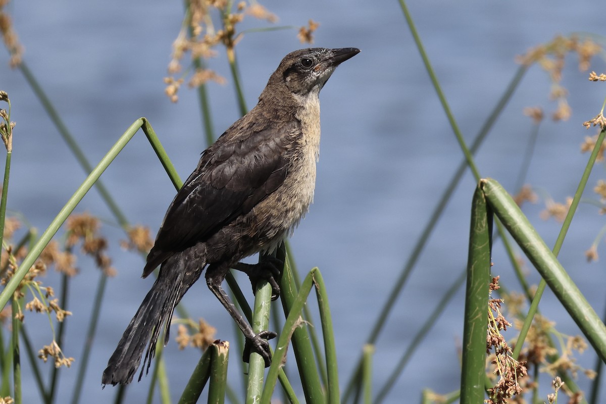 Great-tailed Grackle - ML619832926