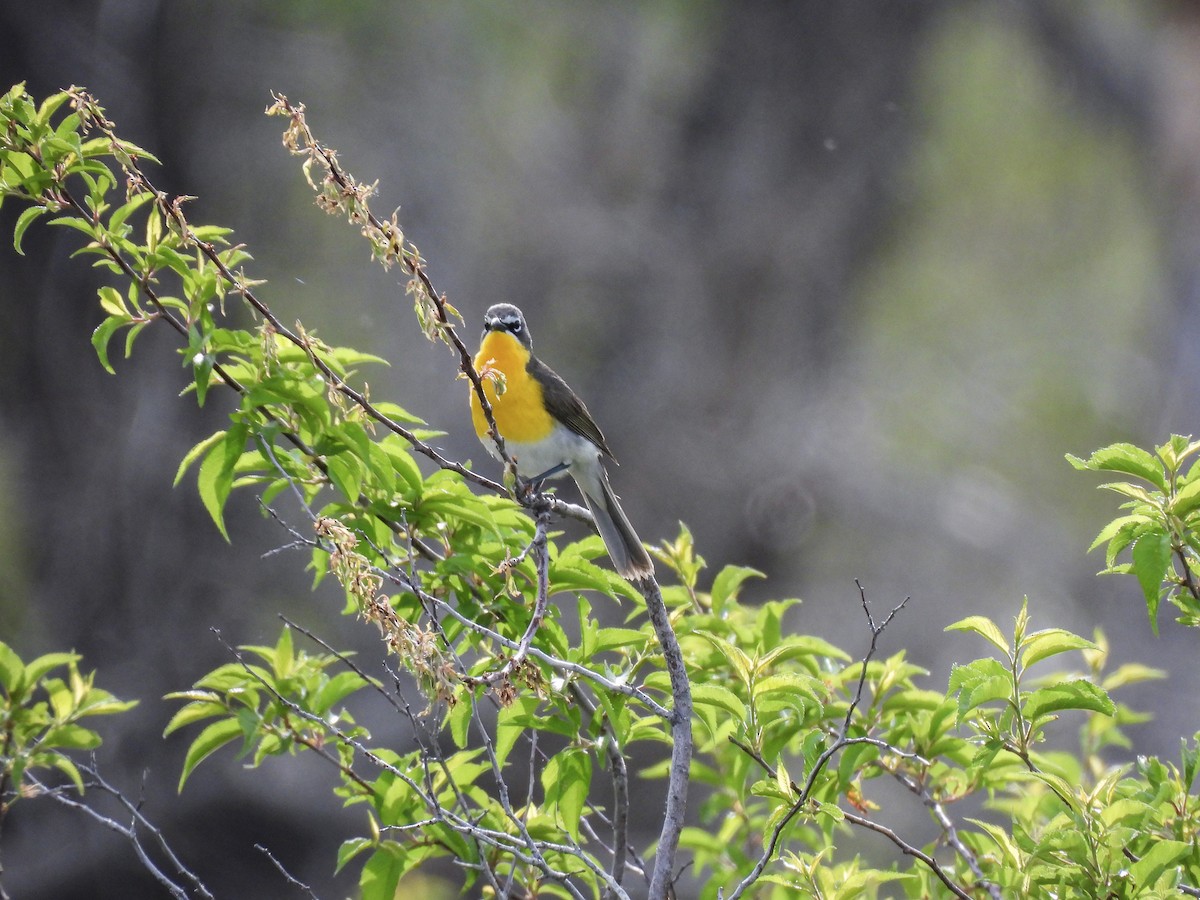 Yellow-breasted Chat - ML619832932