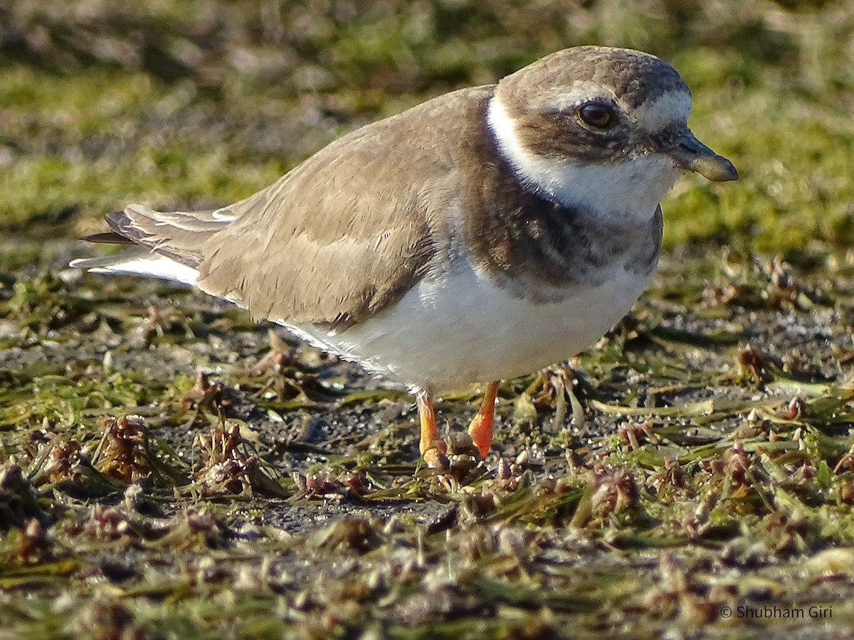 Common Ringed Plover - ML619832936