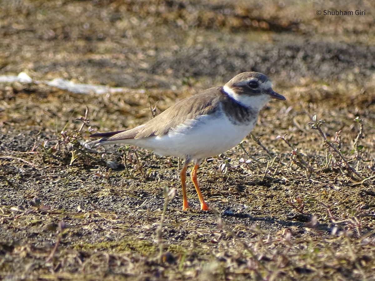 Common Ringed Plover - ML619832937