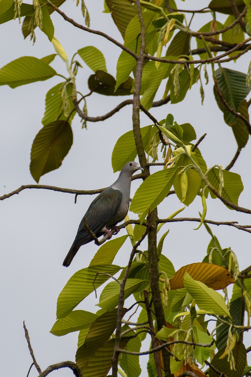 Green Imperial-Pigeon - ML619832946