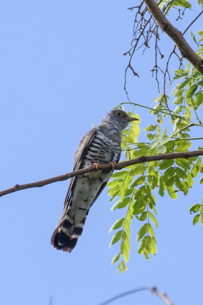 Indian Cuckoo - ML619832954