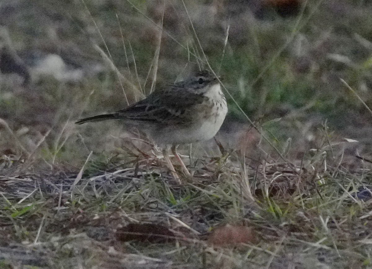 Paddyfield Pipit - ML619832955