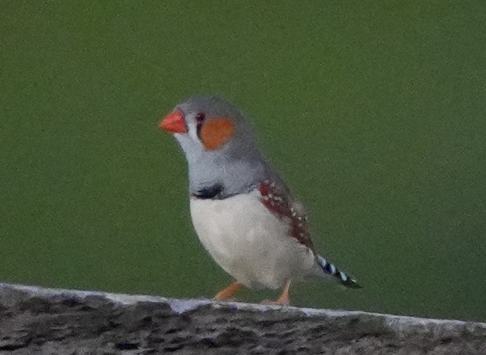 Zebra Finch - ML619832956