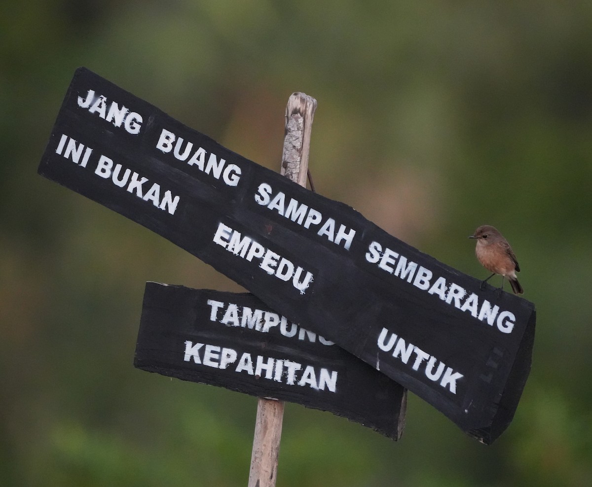 Pied Bushchat - ML619832960