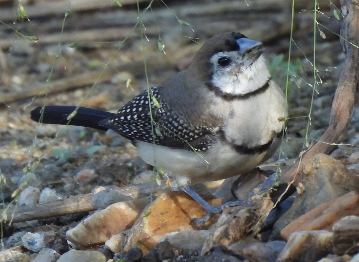 Double-barred Finch - ML619832962