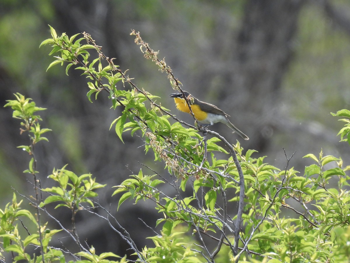 Yellow-breasted Chat - ML619832982