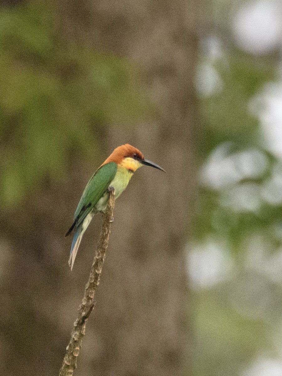 Chestnut-headed Bee-eater - ML619832998